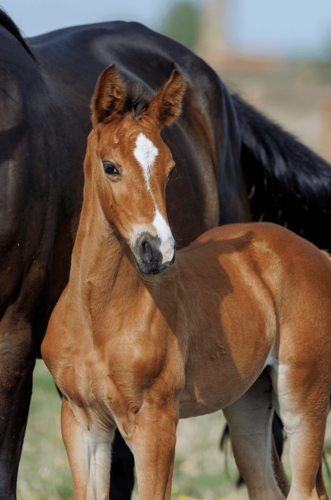 Foal at Mares of Macha
